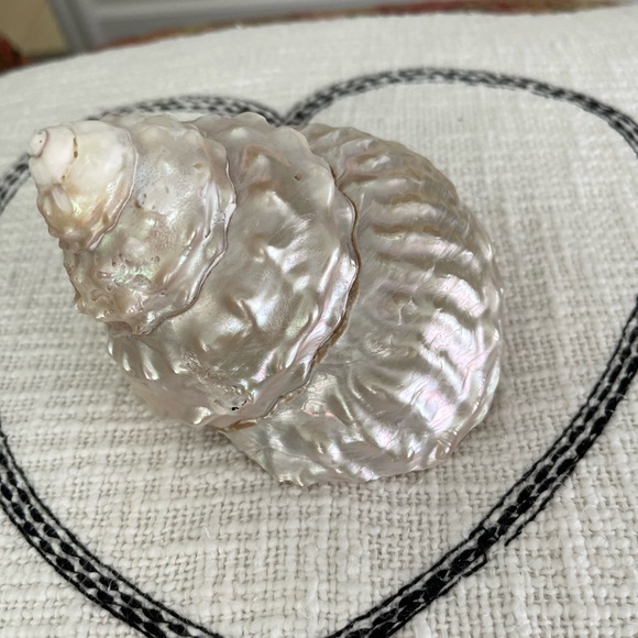 Wavy Top Turbo Shell 5 inches - Picture 4 of 8